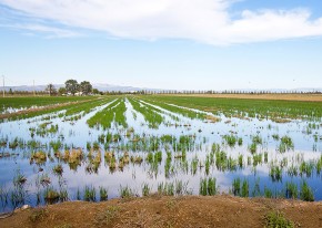 Visitez les célèbres rizières du Delta de l'Elbre en séminaire